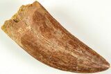 Serrated, Carcharodontosaurus Tooth - Real Dinosaur Tooth #207003-1